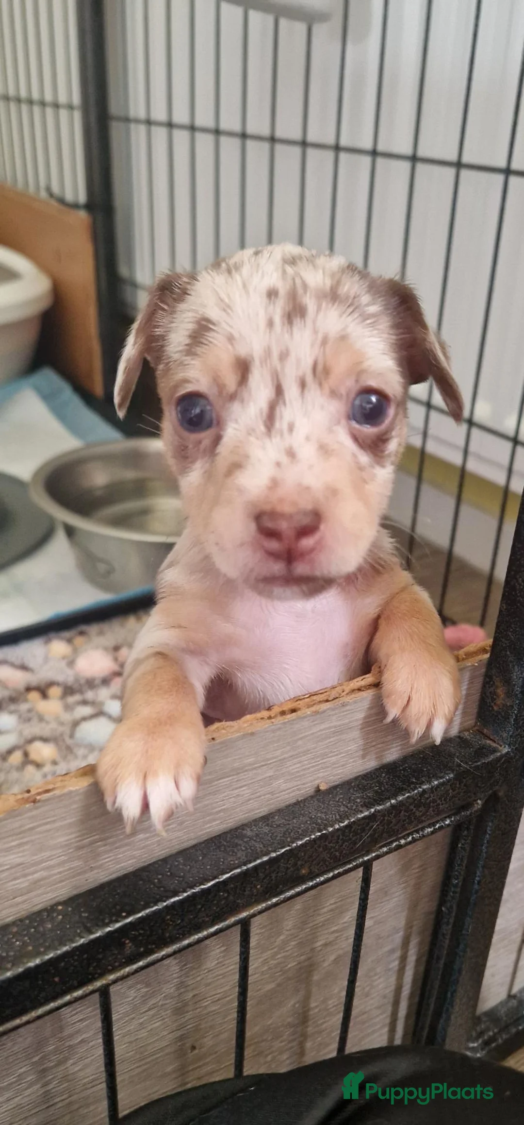 Jack Russel Terriër honden te koop: Mini merle jackrussels in Zwartewaal - Advertentie 2