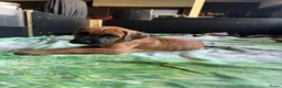 Duitse Dog honden te koop: Duitse Dog Pups - Advertentie 12