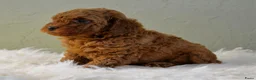 Poedel Toy honden te koop: Te koop Toy poedel pups met FCI stamboom - Advertentie 9