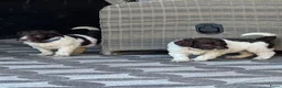 Australian Labradoodle honden te koop: Australian labradoodle bruin en bruin / bont! - Advertentie 9