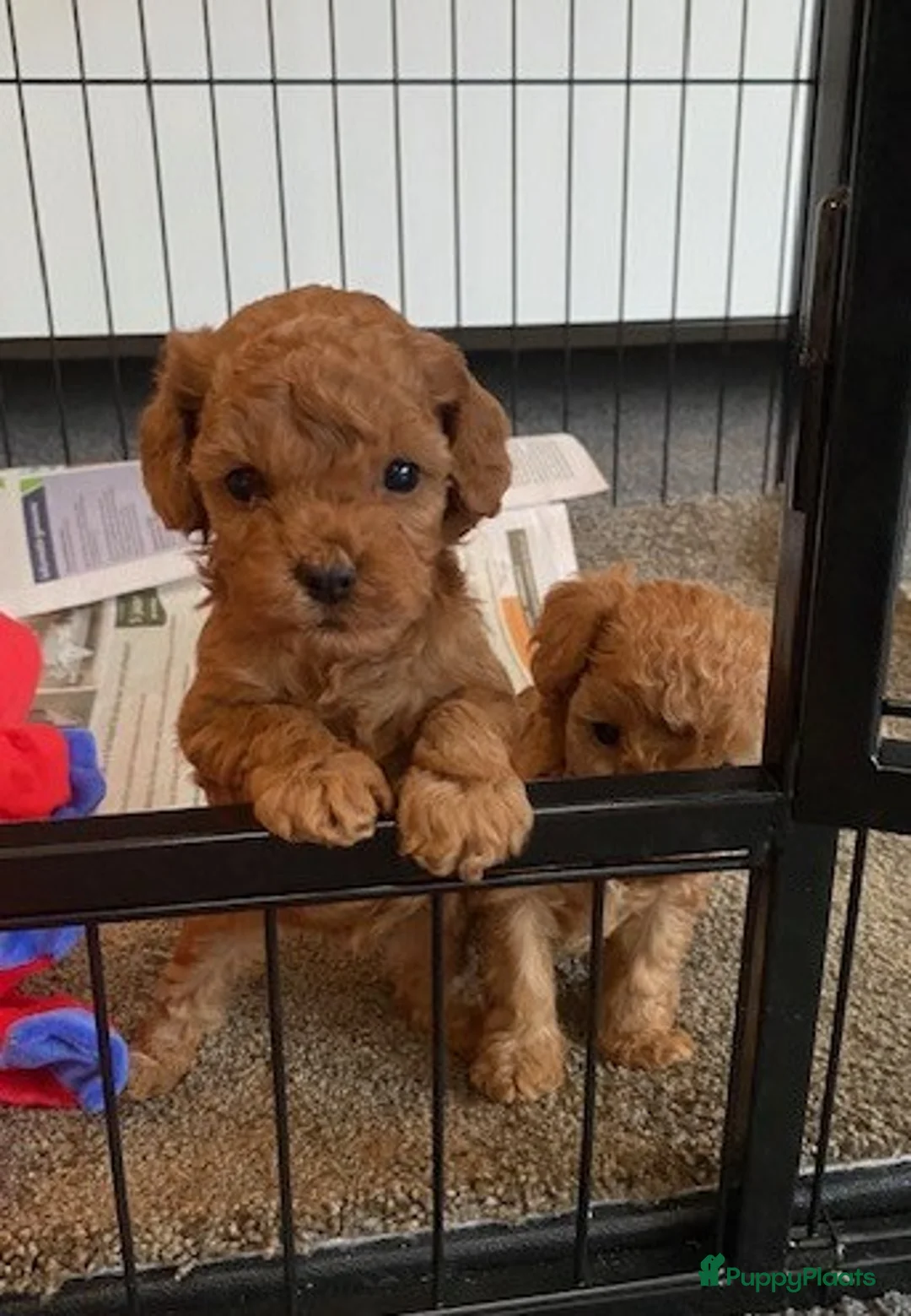 Poedel Toy honden te koop: Mooie roodkleurige Toy poedel pup te koop. - Advertentie 4