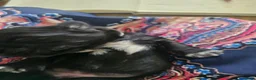 Malshi honden te koop: Boomertjes (malchi) - Advertentie 5