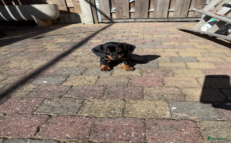 Teckel (korthaar)  honden in Halsteren - Advertentie 7