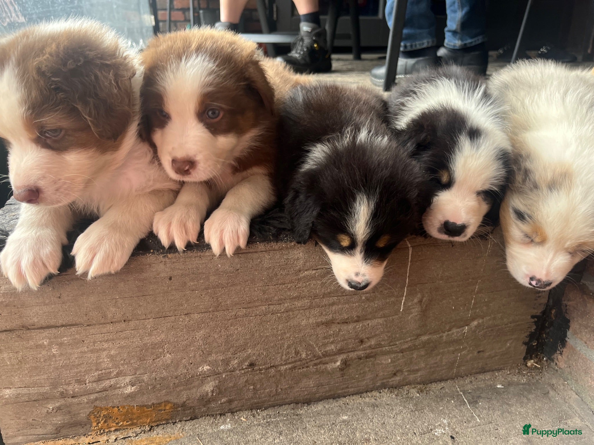 Australian Shepherd honden Austrailian shepherd pups  - Advertentie 2