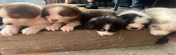Australian Shepherd honden te koop: Austrailian shepherd pups  - Advertentie 10