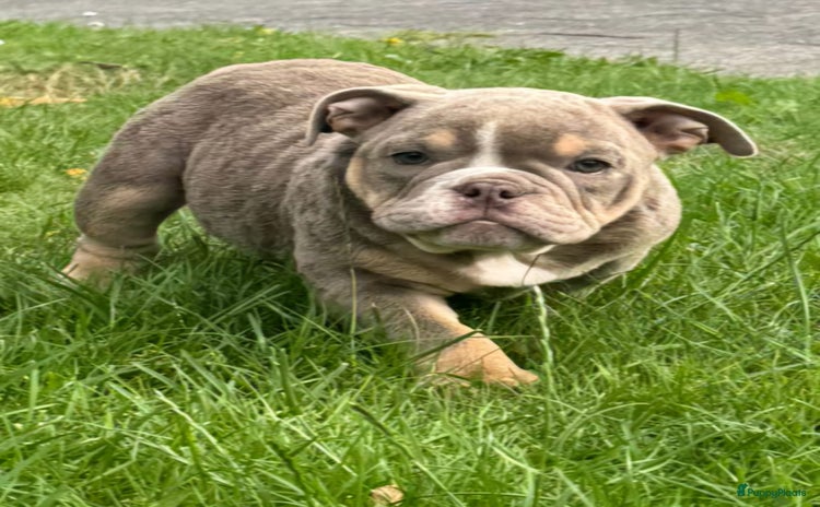 Old English Bulldog honden Old Englisch  - Advertentie 1