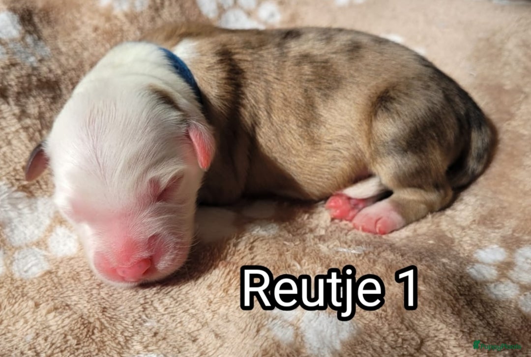 Australian Shepherd honden te koop: Australian Shepherd puppies geboren!  - Afbeelding 4