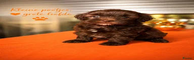 Maltipoo 3