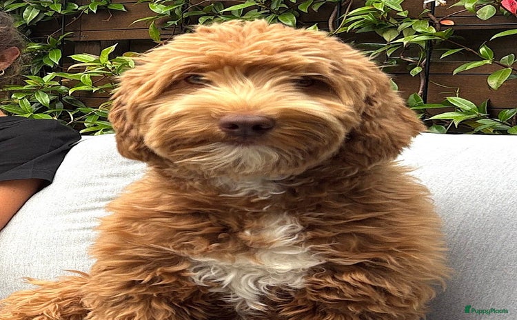 Kruising honden - Advertentie 8