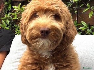 Kruising honden Puppies from a medium Australian Labradoodle - Advertentie 13