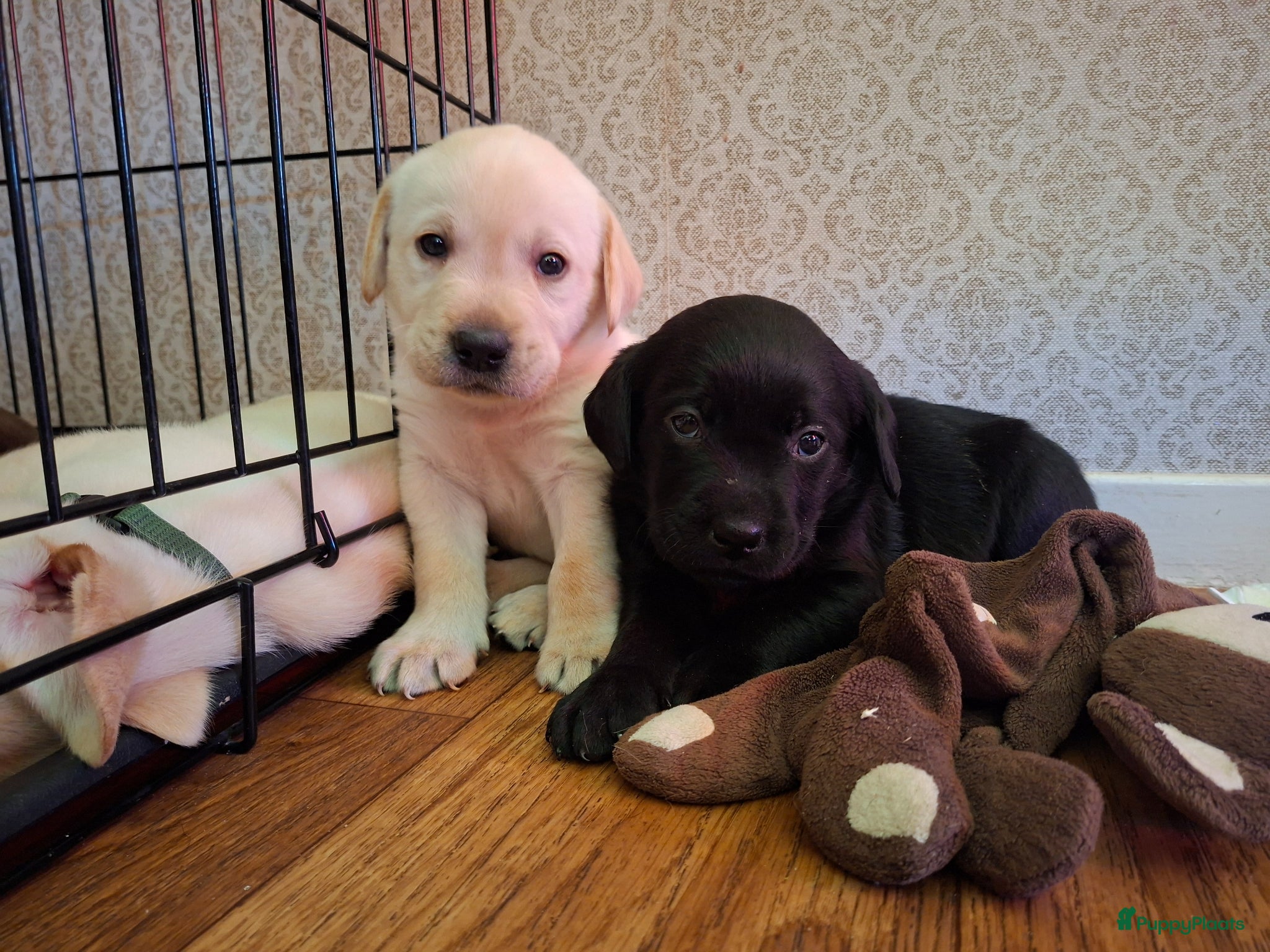 Labrador Retriever honden  Raszuivere stamboom labrador retriever - Advertentie 1