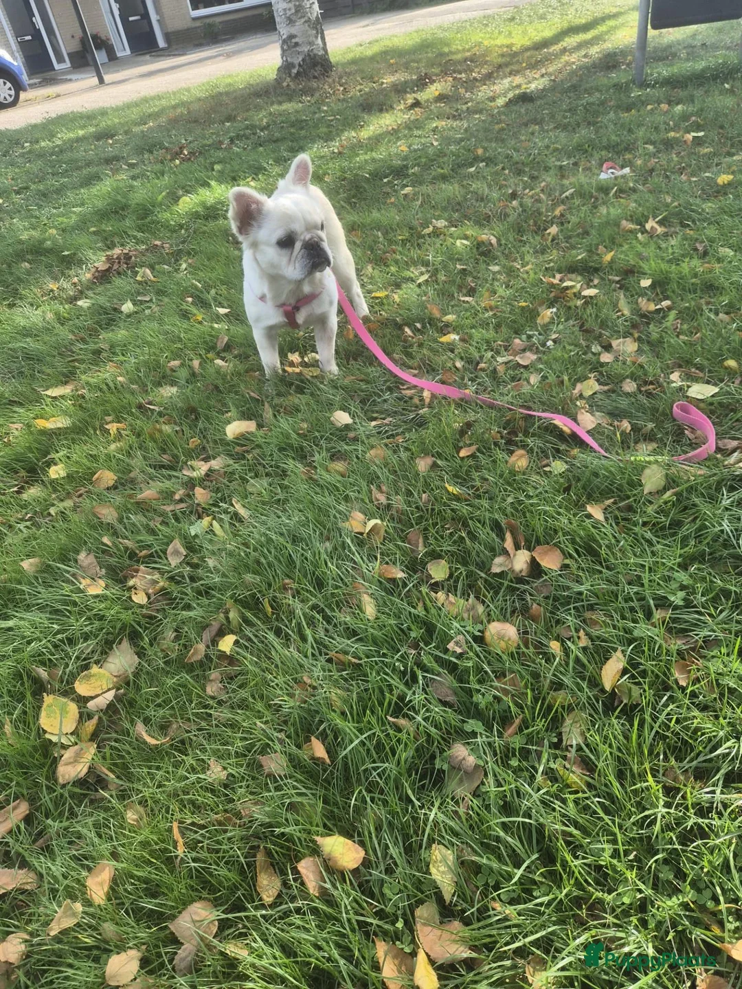 Franse Bulldog honden te koop: 🎀 Fluffy Franse bulldog 11 maanden teefje 🎀 - Advertentie 2