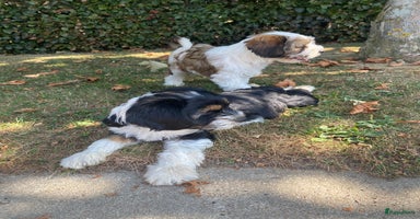 Tibetaanse Terriër honden - Advertentie 13