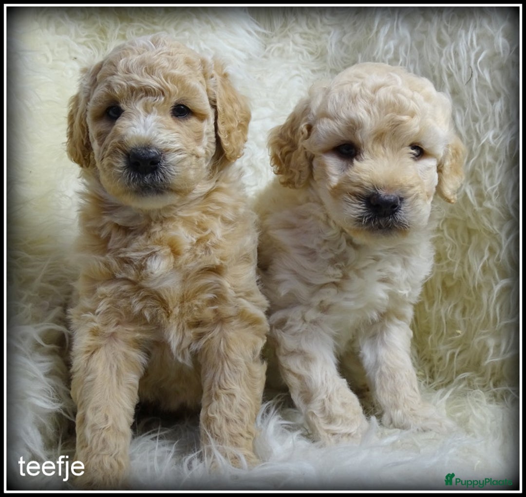 Labradoodle honden te koop: Labradoodle F4 medium pups - Advertentie 2