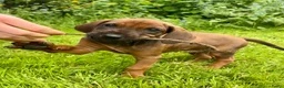 Rhodesian Ridgeback honden te koop: Rhodesian Ridgeback pups  - Advertentie 7