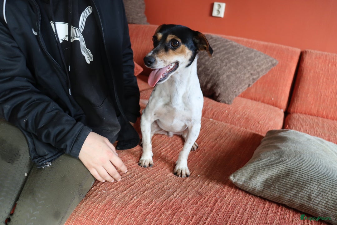 Jack Russel Terriër honden te koop: Mega Mooie jacks te koop - Advertentie 21