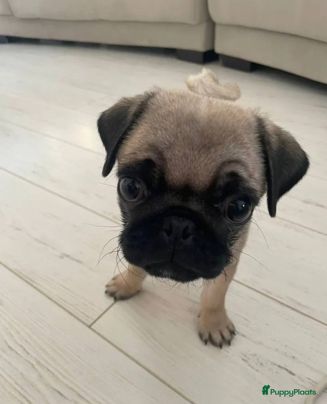 Mopshond honden te koop: Mopshond pups - Advertentie 2