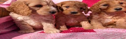 Cockapoo honden te koop: Cokcapoo pups.engelsecockerspaniel x dwerg poedel - Advertentie 7