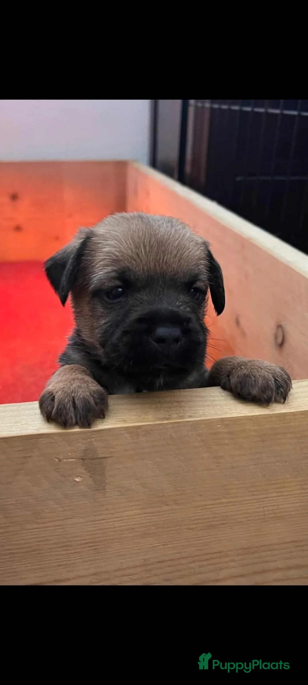 Border Terriër honden te koop: Super lieve border terriër pups te koop - Advertentie 1