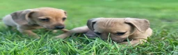 Kruising honden te koop: Kortharige teckels met vleugje chihuahua  - Advertentie 3