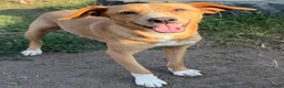 Kruising honden te koop: Suzy  in Leiden - Advertentie 5