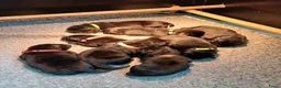 Labrador Retriever honden te koop: Labrador puppy's zwart - Advertentie 2