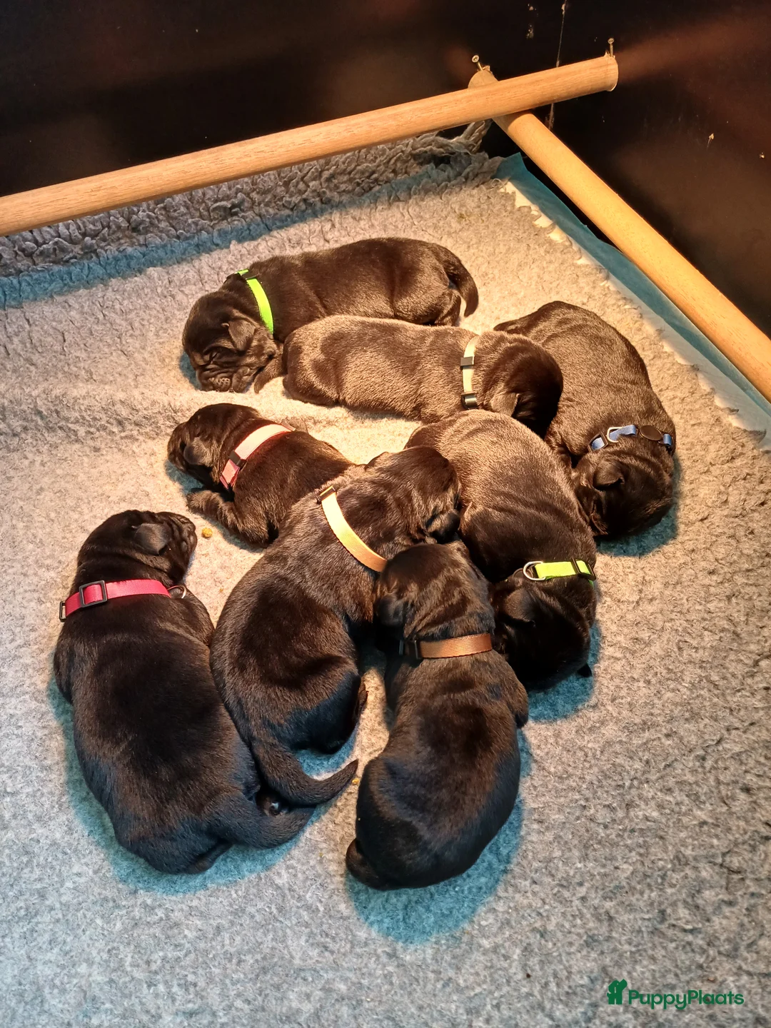 Labrador Retriever honden te koop: Labrador puppy's zwart - Advertentie 2