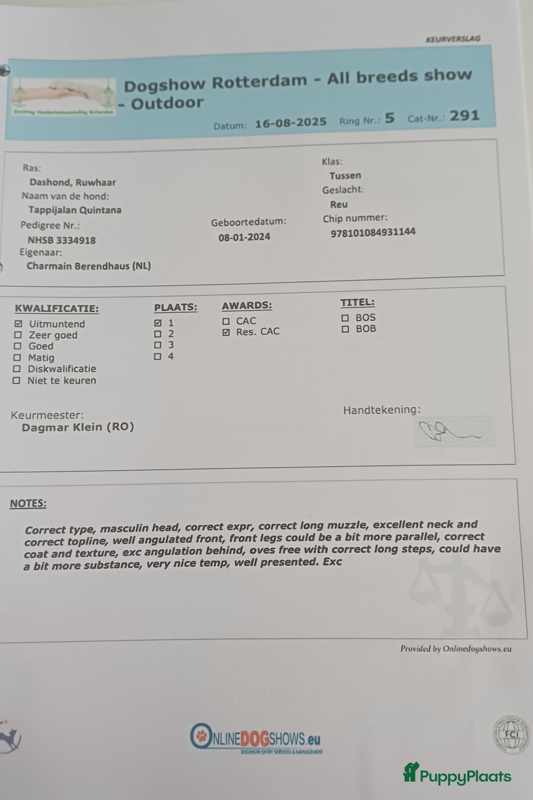 Ruwhaar Teckel honden te koop: Stamboom FCI pups ruwhaar teckels - Advertentie 6