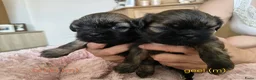 Shih Tzu honden te koop: 6 Mooie shih tzu pups - Advertentie 3