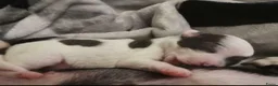 Chihuahua honden ter dekking: Ervaren blauw/grijze kleine chihuahua dekreu - Advertentie 7