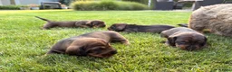 Ruwhaar Teckel honden te koop: Teckel standaard ruwhaar FCI-stamboom - Advertentie 4