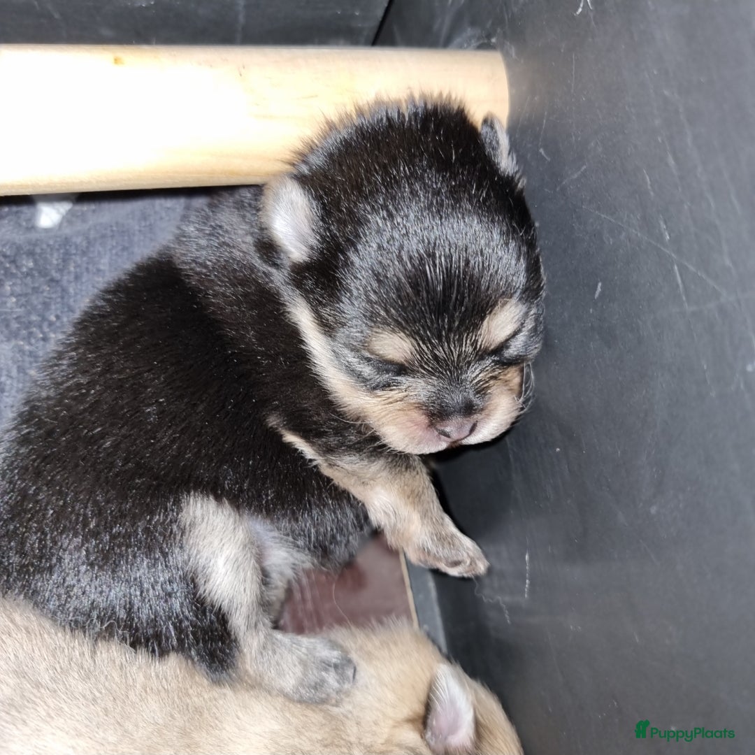 Pomeriaan honden te koop: Nederlandse Dwergkees/Pomeranian pups  - Afbeelding 4