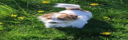 Jack Russel Terriër honden te koop: Ruwharige Jack Russell pups - Advertentie 7