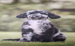 Labradoodle honden te koop: Prachtige medium labradoodle pups - Afbeelding 13
