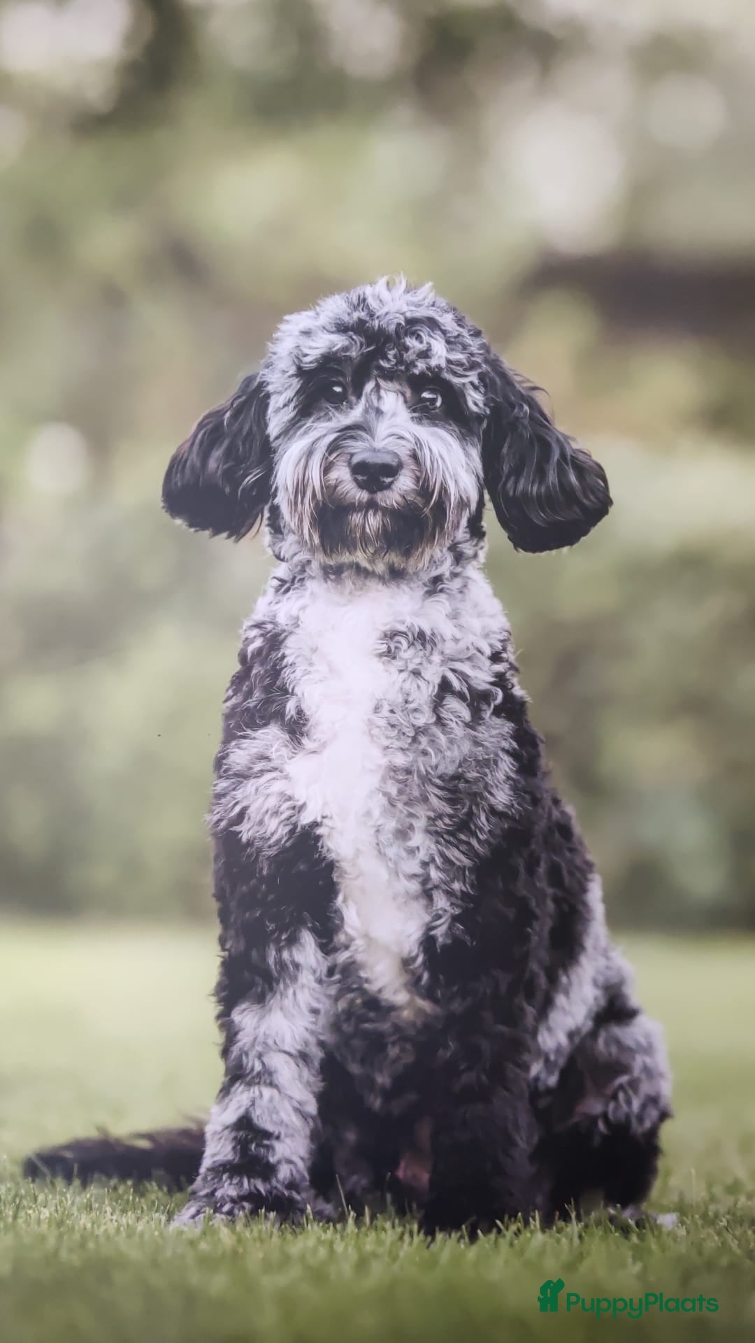 Labradoodle honden te koop: Prachtige medium labradoodle pups - Afbeelding 13