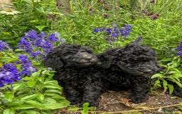 Poedel honden te koop: koningspoedel pups - Afbeelding 11
