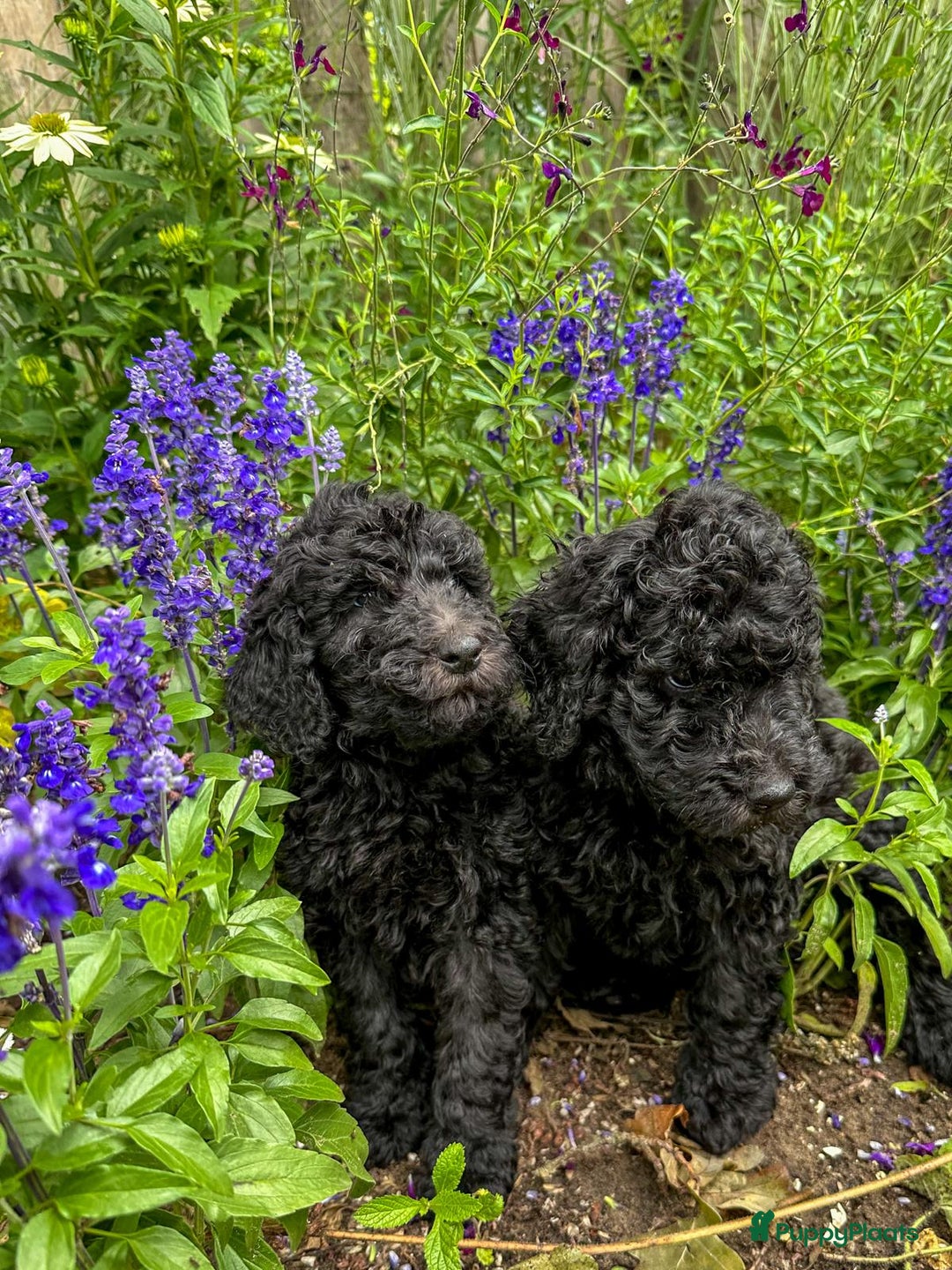 Poedel honden te koop: koningspoedel pups - Afbeelding 11