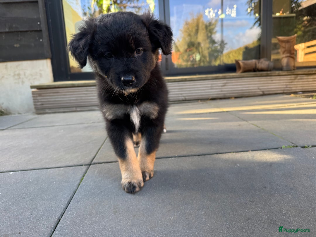 Australian Shepherd honden te koop: Prachtig en gezond nestje Australian Shepherds  - Advertentie 16