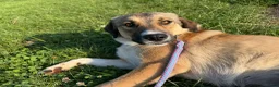 Kruising honden te koop: Romaa - Advertentie 7