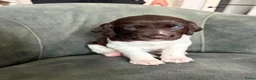 Heidewachtel honden te koop: Prachtige Heidewachtel puppy's aangeboden - Advertentie 16
