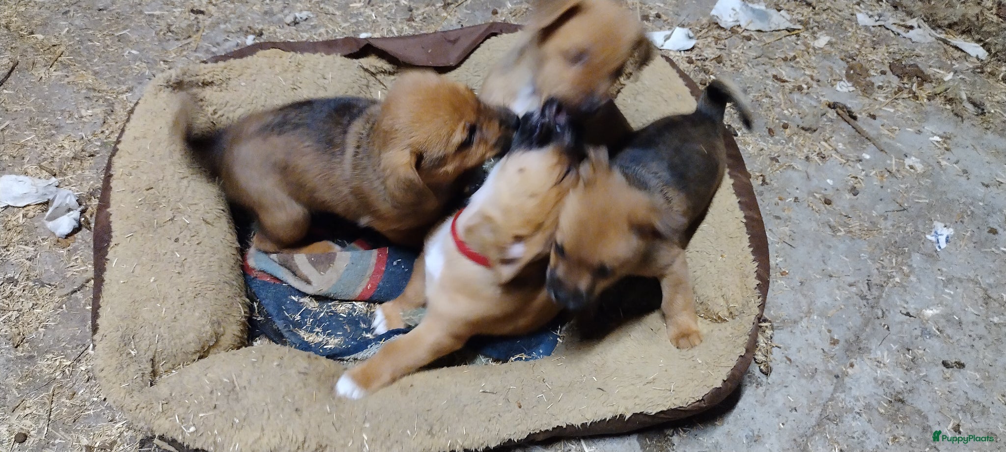 Kruising honden Unieke Jack-a-Ranian pups uit bewezen combinatie - Advertentie 9