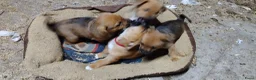 Kruising honden te koop: Unieke Jack-a-Ranian pups uit bewezen combinatie - Advertentie 22