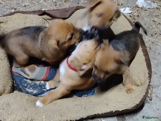 Kruising honden Unieke Jack-a-Ranian pups uit bewezen combinatie - Advertentie 9