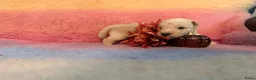 Lakeland Terriër honden te koop: Leuke lakeland pups met stamboom - Advertentie 10