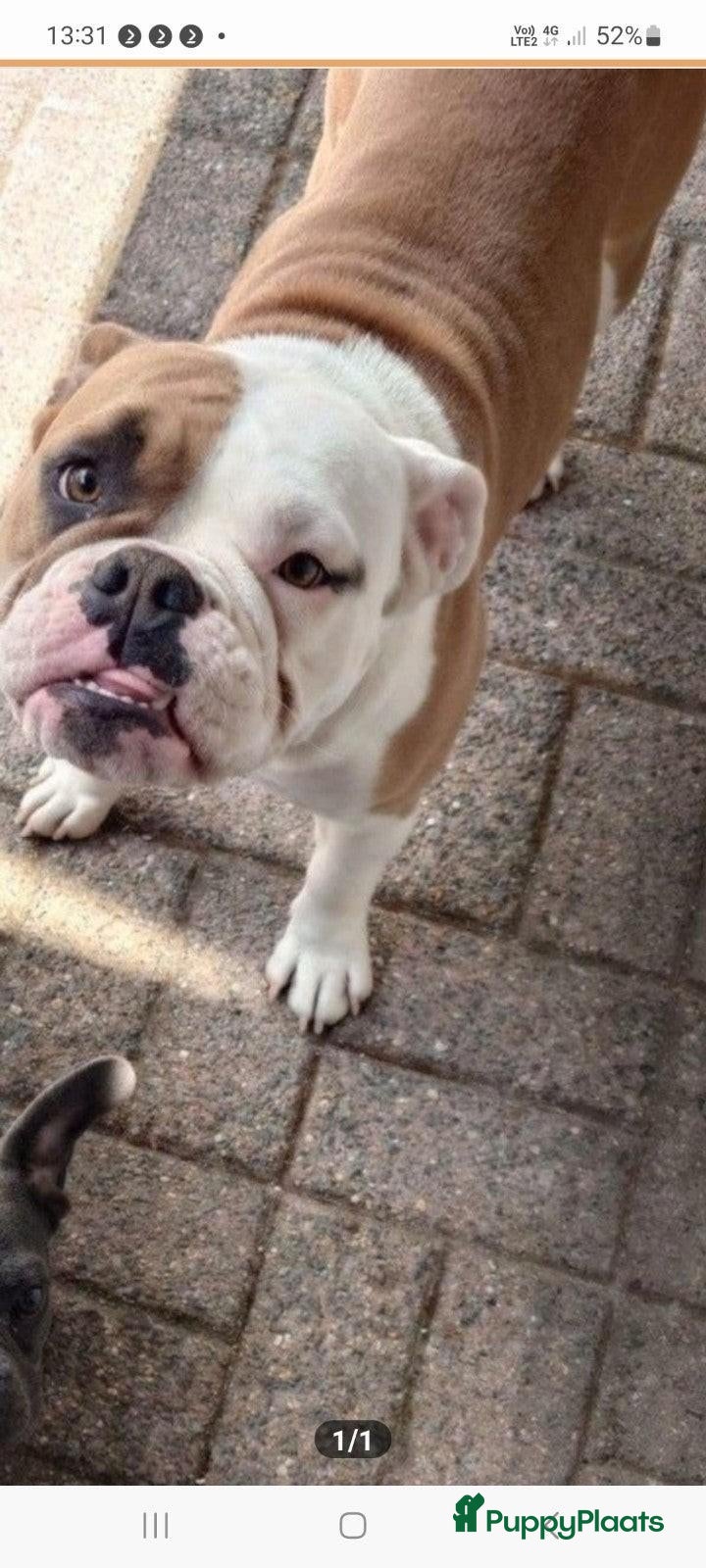 American Staffordshire Terriër honden Wegens gezondheidsredenen  - Advertentie 2