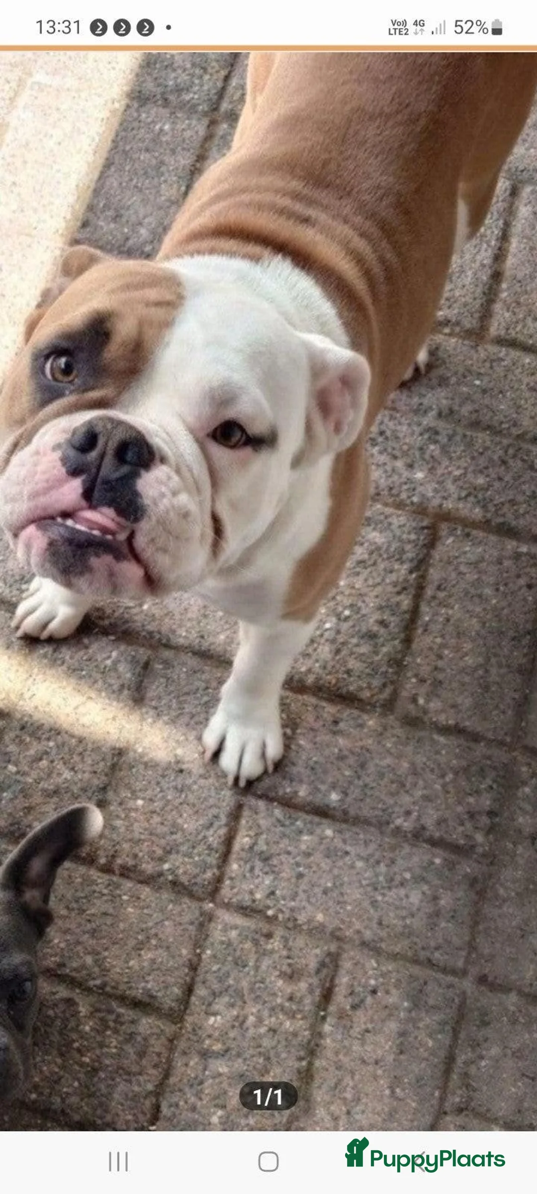 American Staffordshire Terriër honden te koop: Wegens gezondheidsredenen  - Advertentie 1