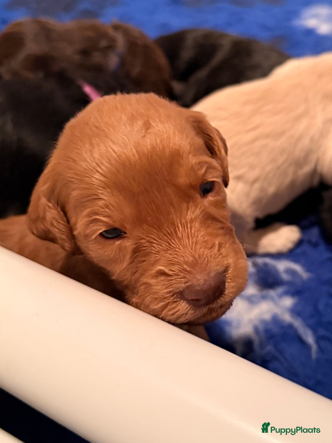 Kruising honden te koop: Goldendoodle/labradoodle  - Advertentie 12