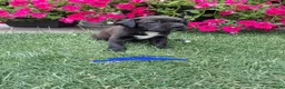 Kruising honden te koop: Unieke leuke kruising Labrador Boxer x Boxer pups. - Advertentie 10