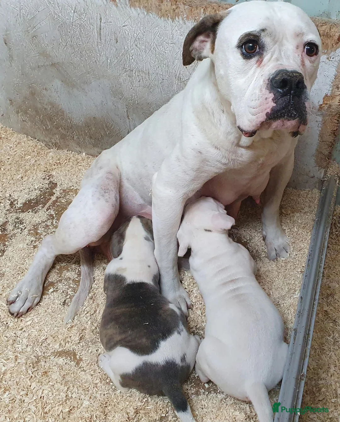 Amerikaanse Bulldog honden te koop: 2 prachtige reutjes uit mooie combinatie - Advertentie 12