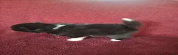 Pomsky honden te koop: 5 pomsky pups - Advertentie 26
